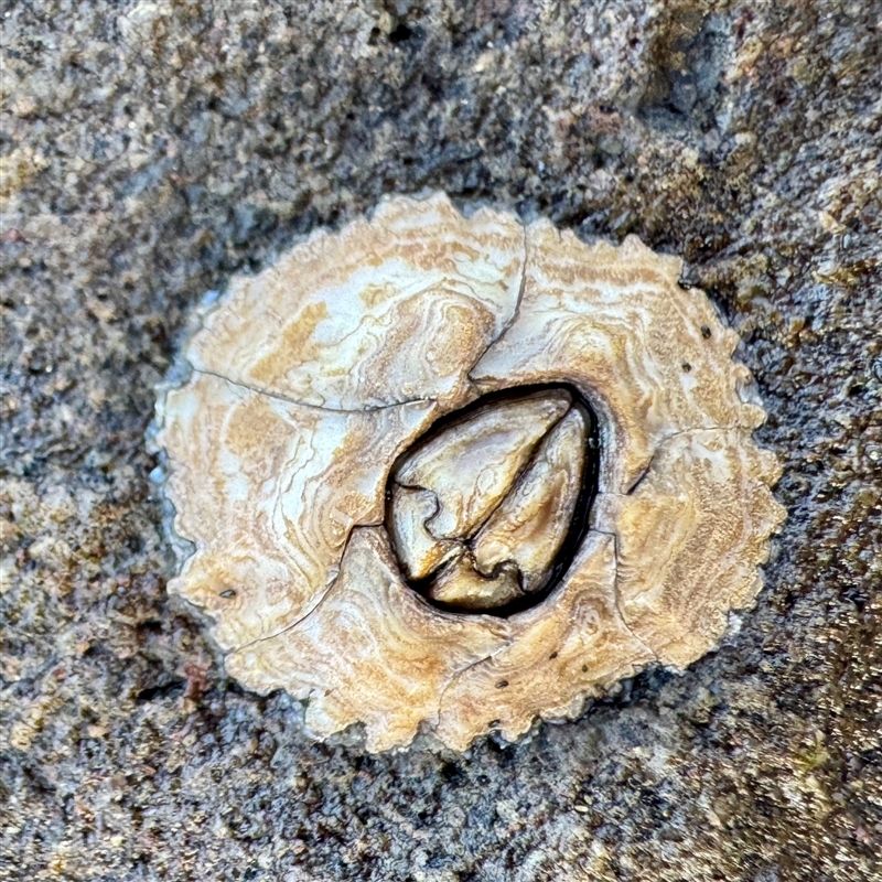 Chthamalus antennatus