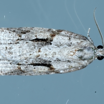 Acropolitis (genus)
