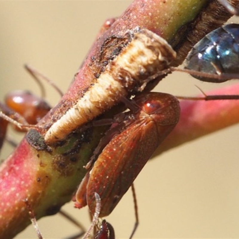 Cicadellidae (family)