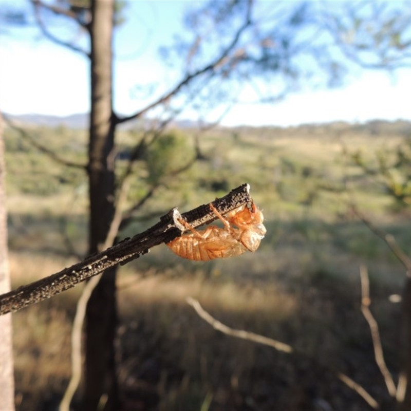 Cicadettini sp. (tribe)