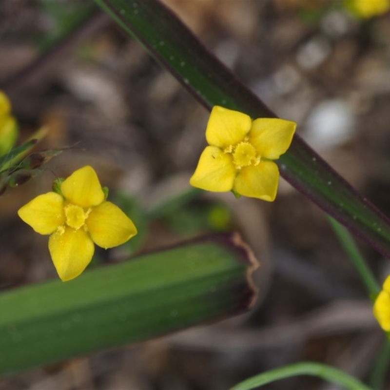 Cicendia quadrangularis