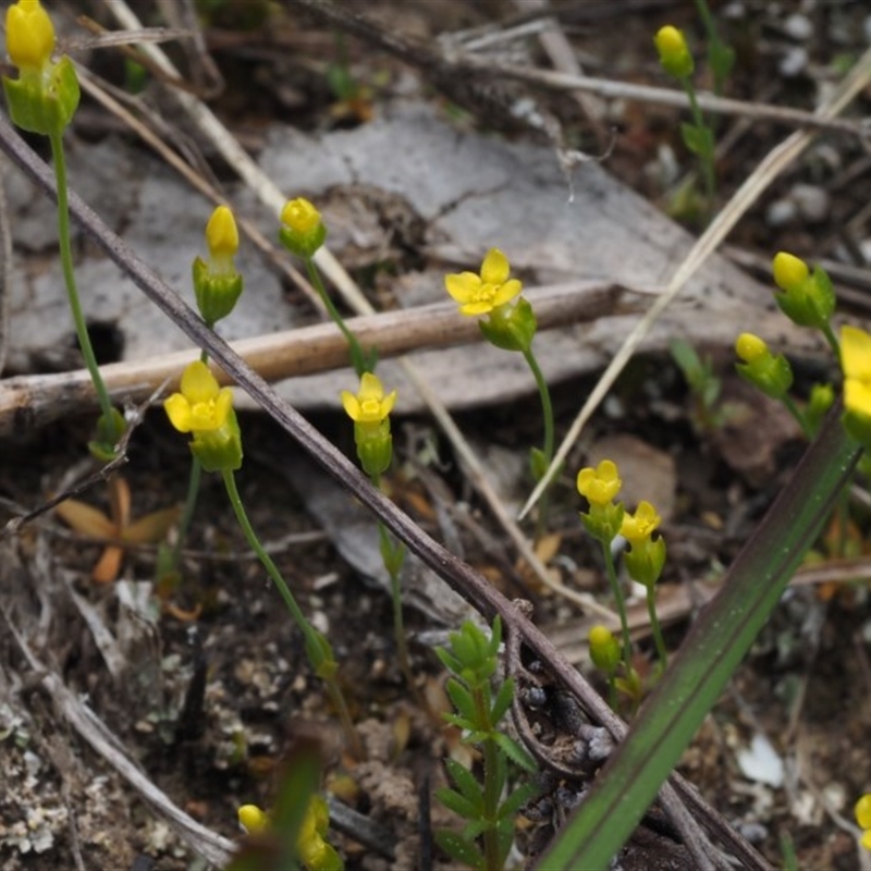 Cicendia quadrangularis