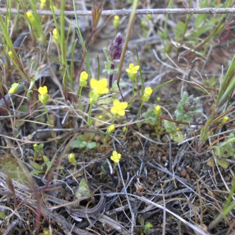 Cicendia quadrangularis