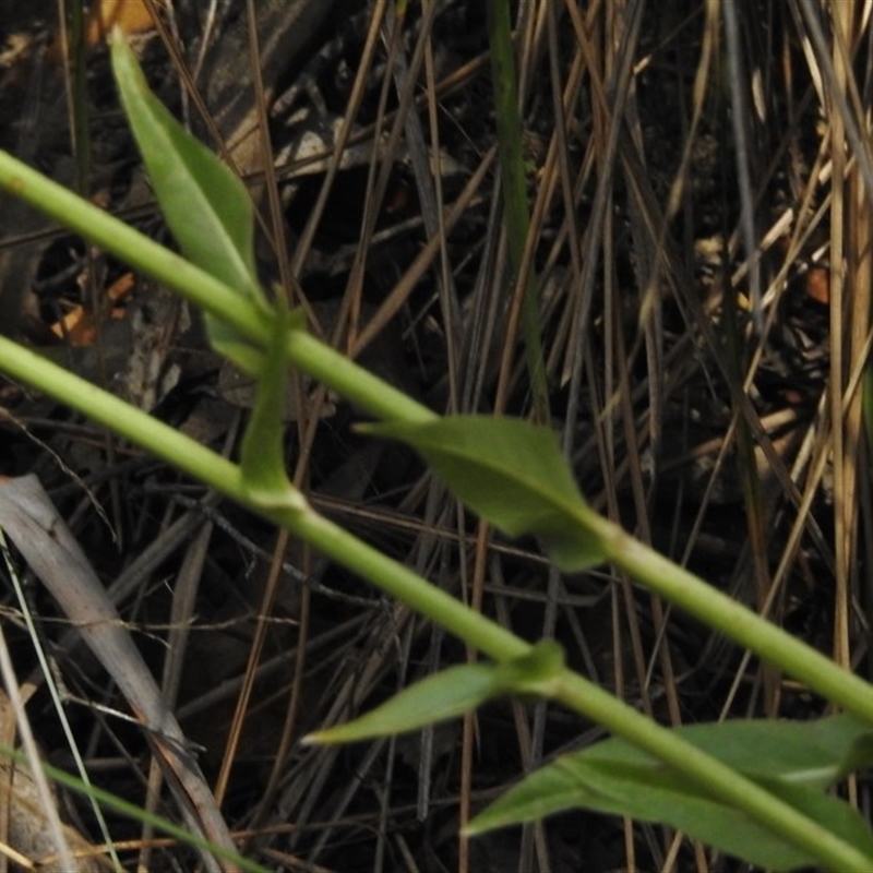 Cichorium intybus