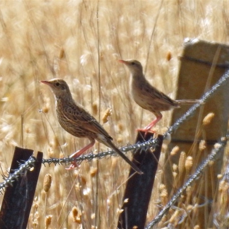 Cincloramphus cruralis