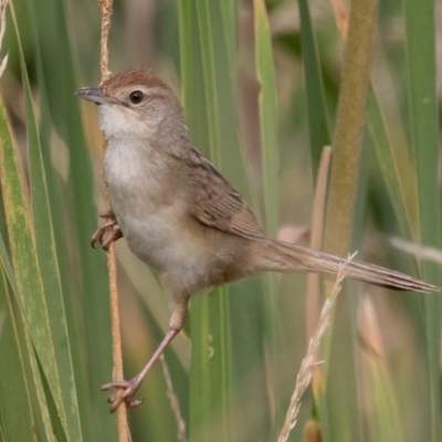 Cincloramphus timoriensis