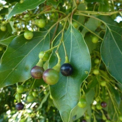 Cinnamomum camphora