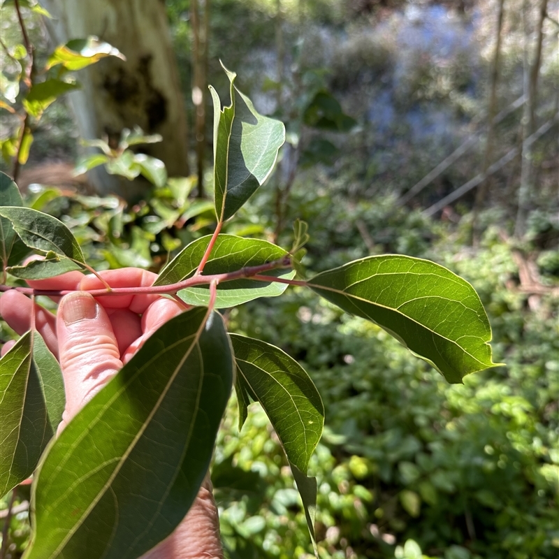 Cinnamomum camphora