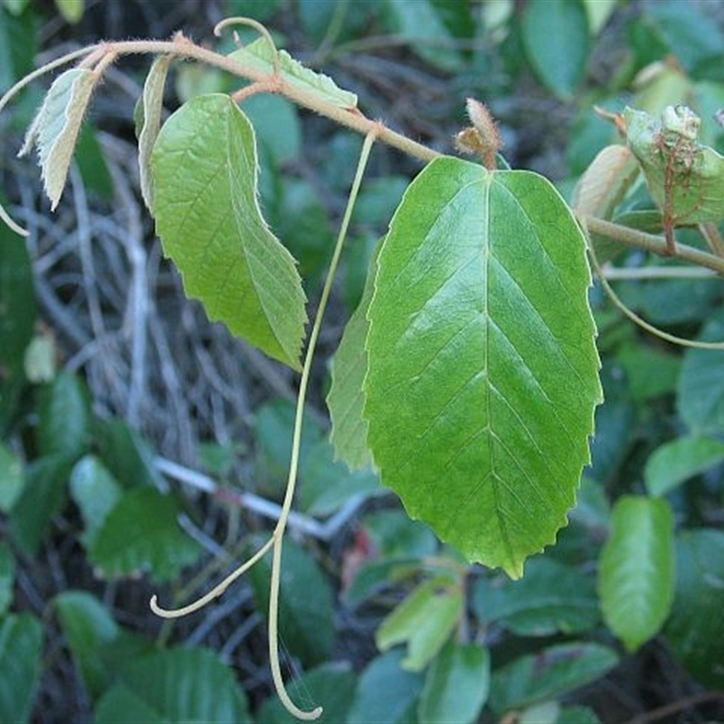 Cissus antarctica