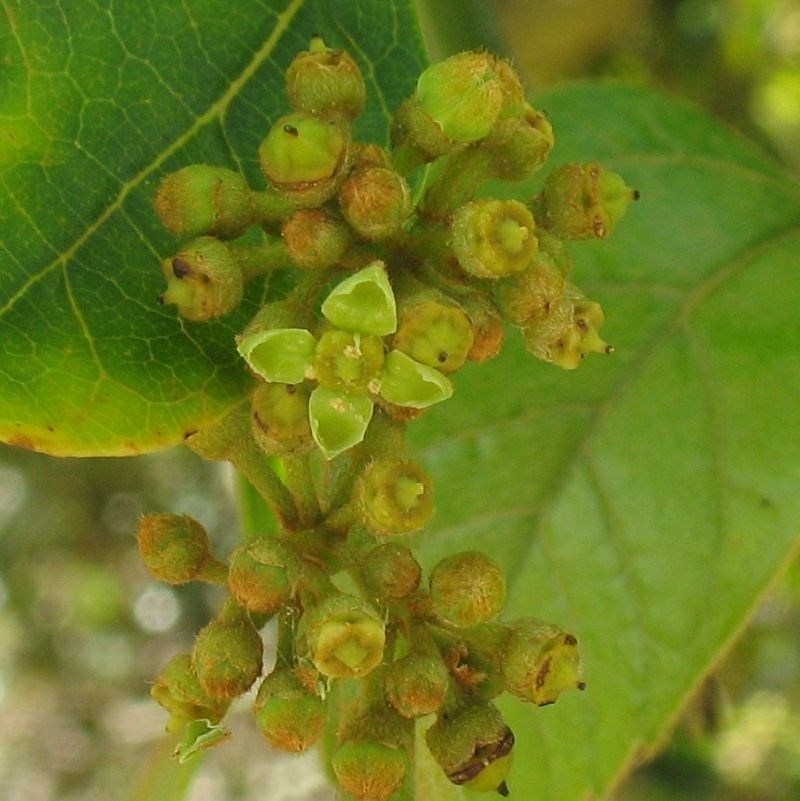 Cissus antarctica