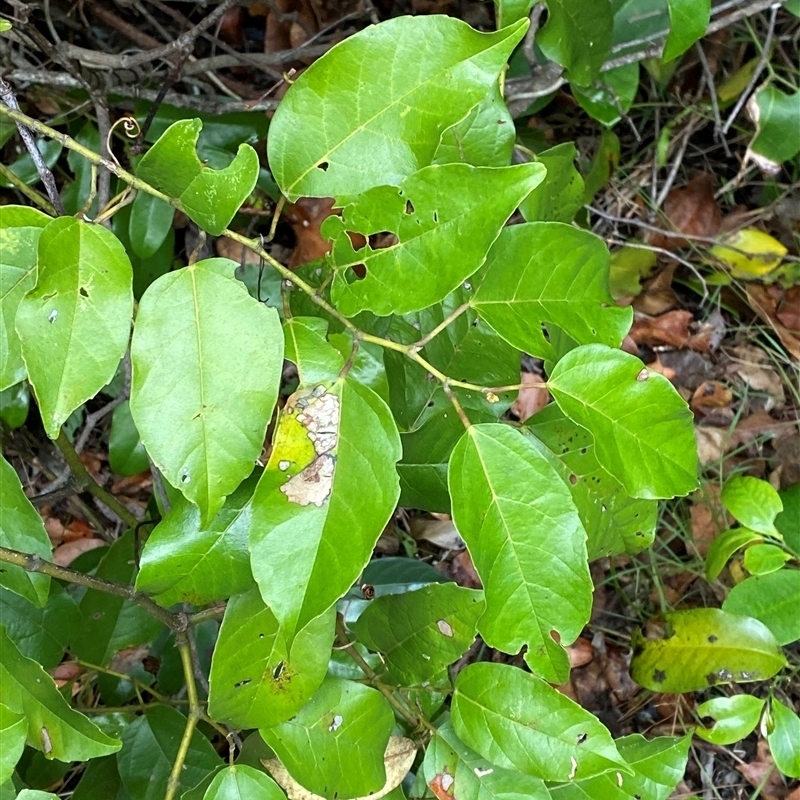 Cissus antarctica