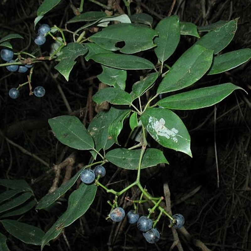 Cissus hypoglauca