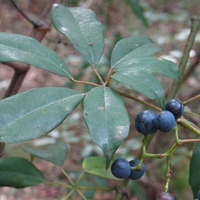 Cissus hypoglauca