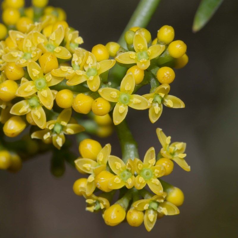 Cissus hypoglauca