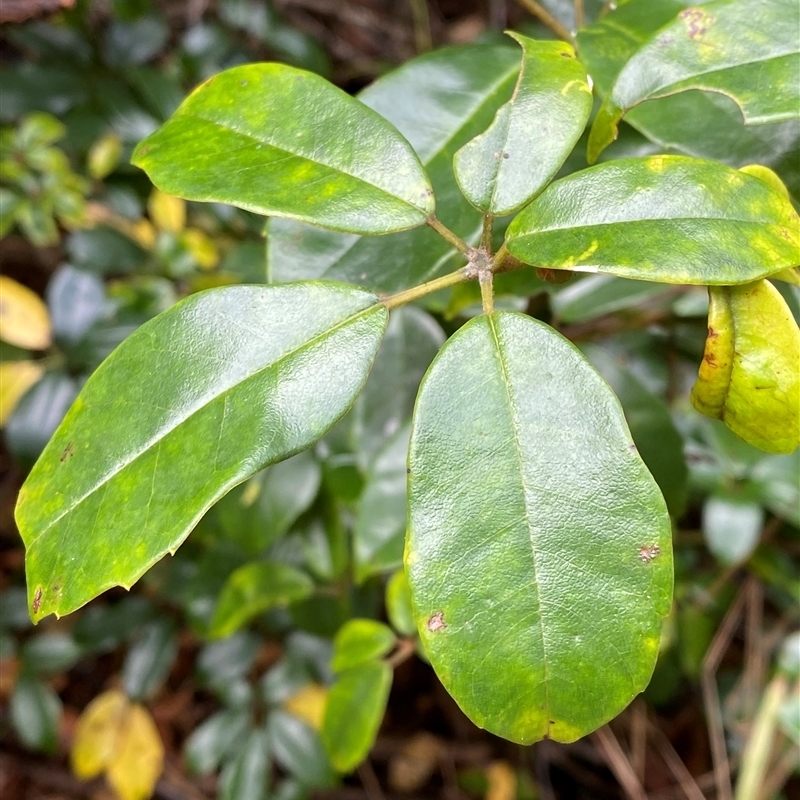 Cissus hypoglauca