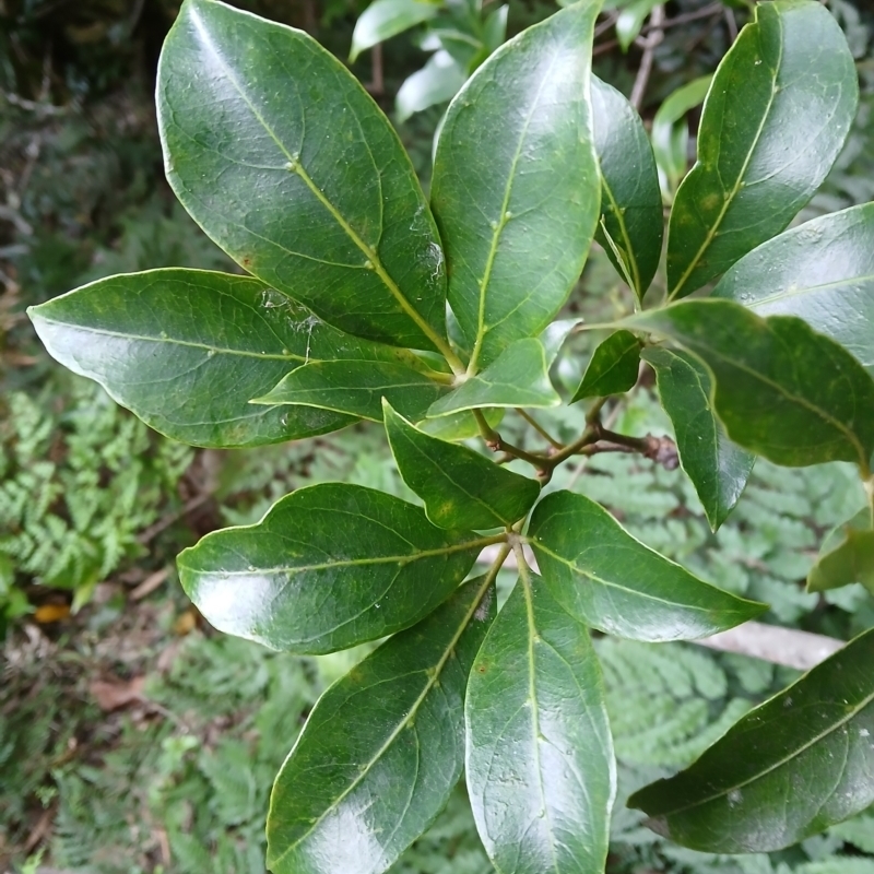 Cissus sterculifolia