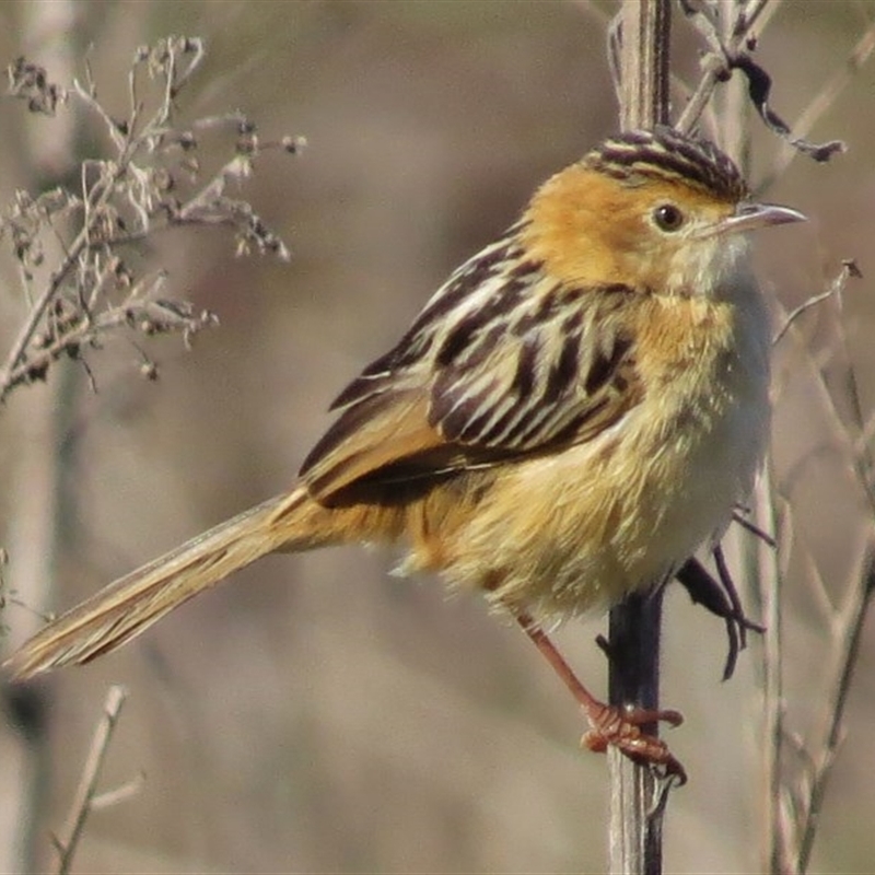 Cisticola exilis