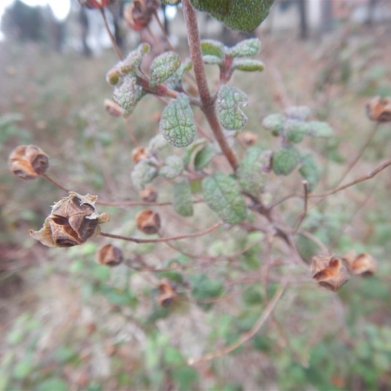 Cistus salviifolius