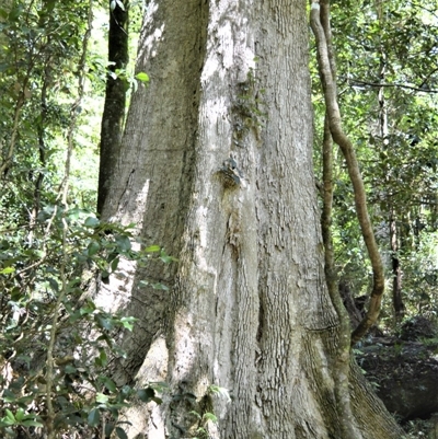 Citronella moorei