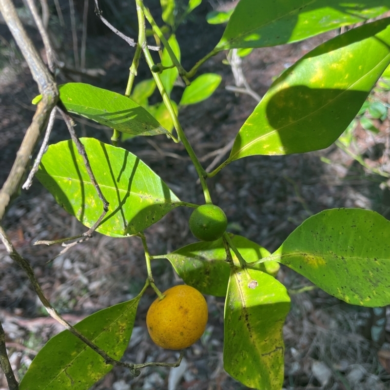 Citrus x taitensis