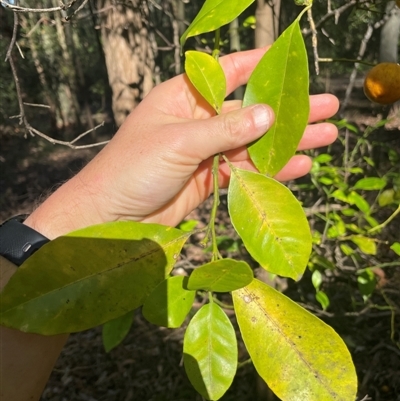 Citrus x taitensis