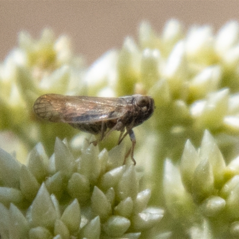 Cixiidae sp. (family)