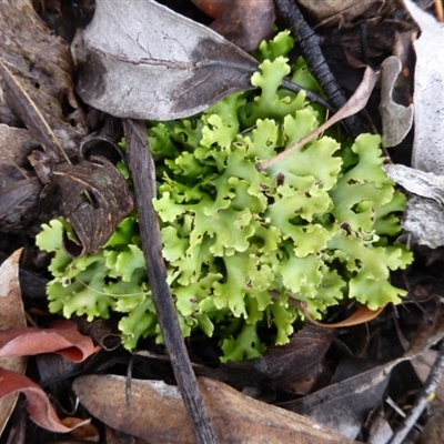 Cladia muelleri