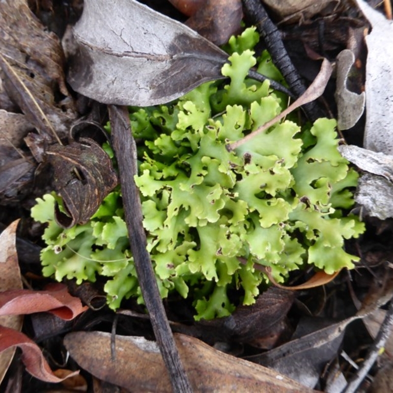 Cladia muelleri