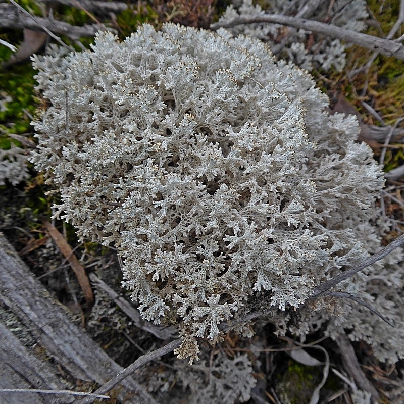 Cladia retipora