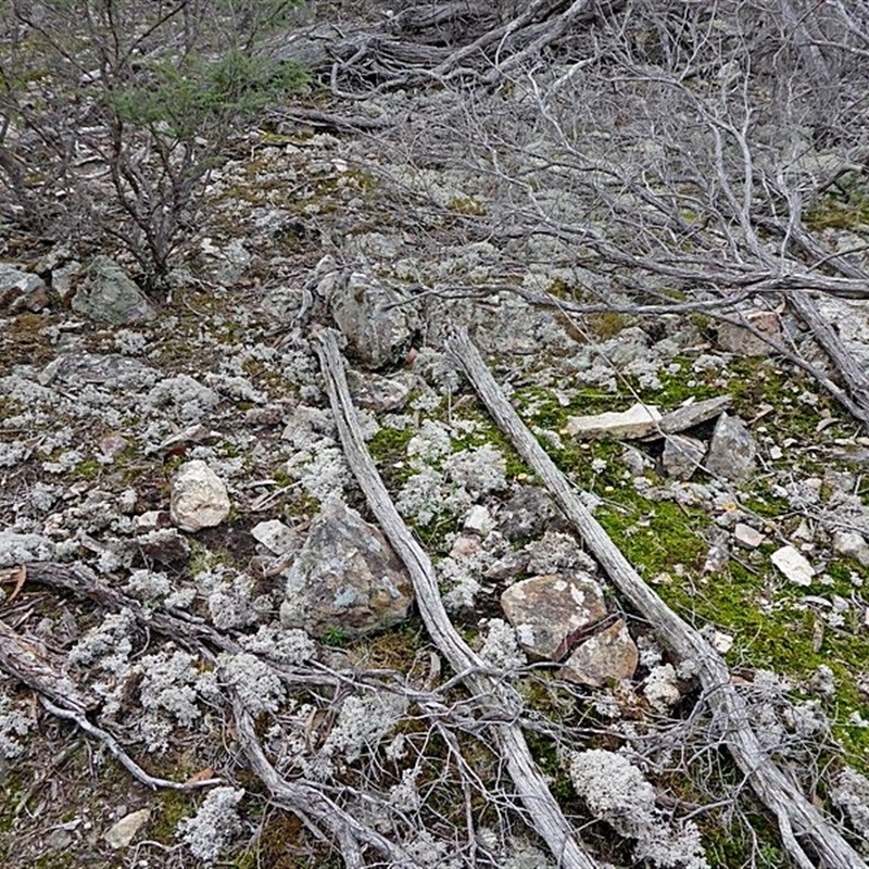 Cladia retipora