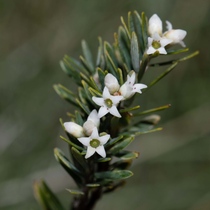 Acrothamnus montanus