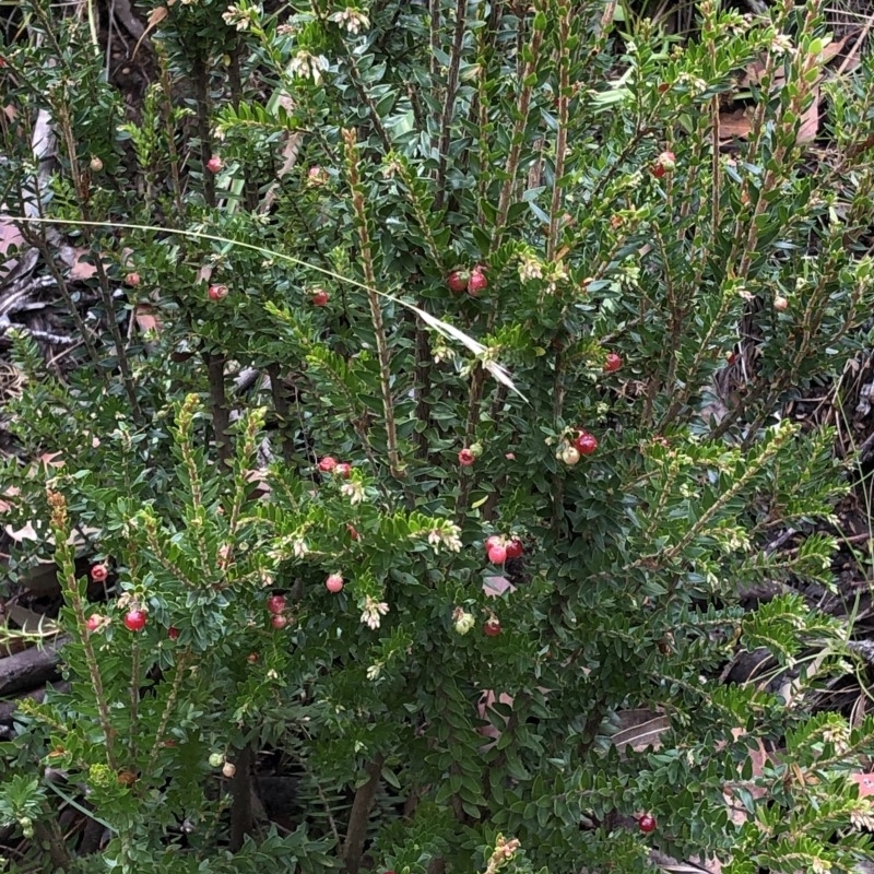 Acrothamnus montanus