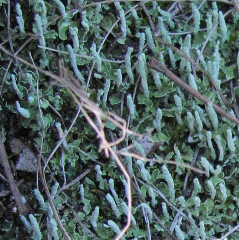 Cladonia praetermissa