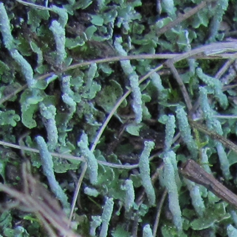 Cladonia praetermissa