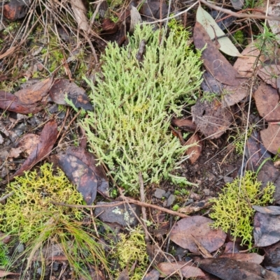 Cladonia rigida