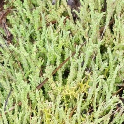 Cladonia rigida