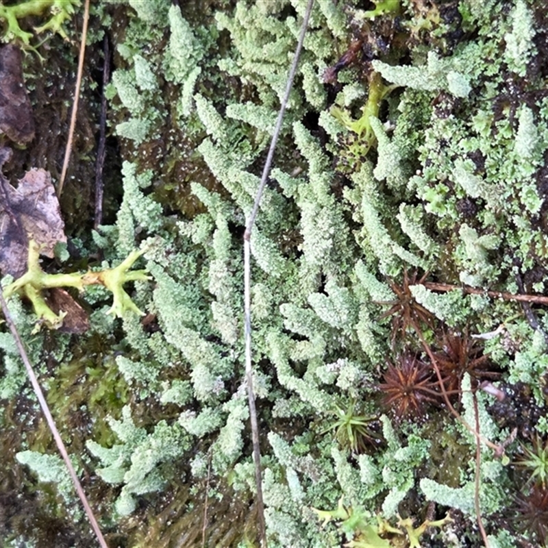 Cladonia rigida