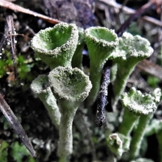 Cladonia sp. (genus)