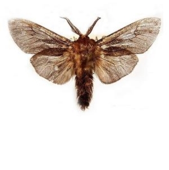 Clania ignobilis