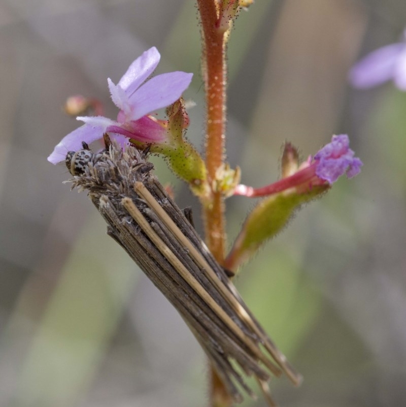 Clania lewinii & similar Casemoths