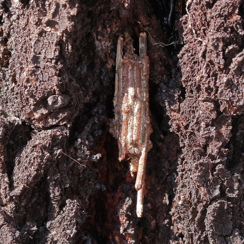 Clania lewinii & similar Casemoths