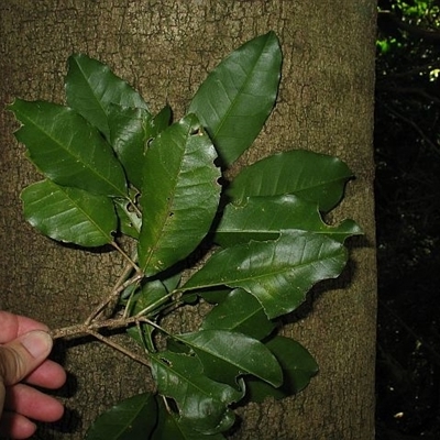 Claoxylon australe