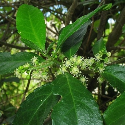 Claoxylon australe