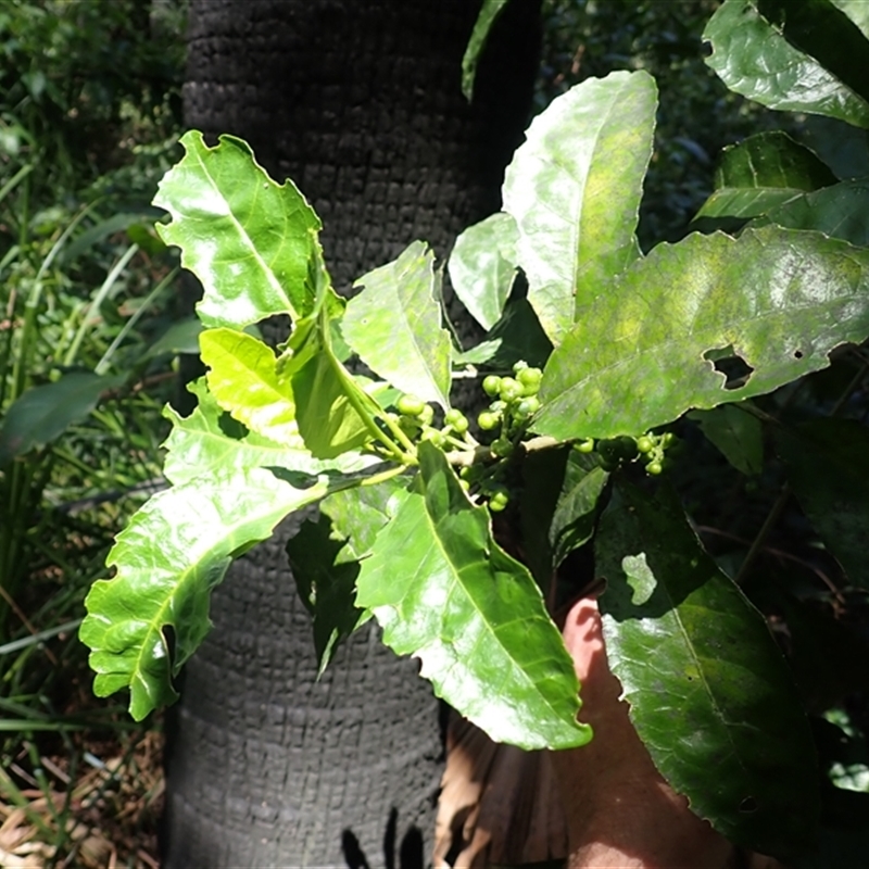 Claoxylon australe