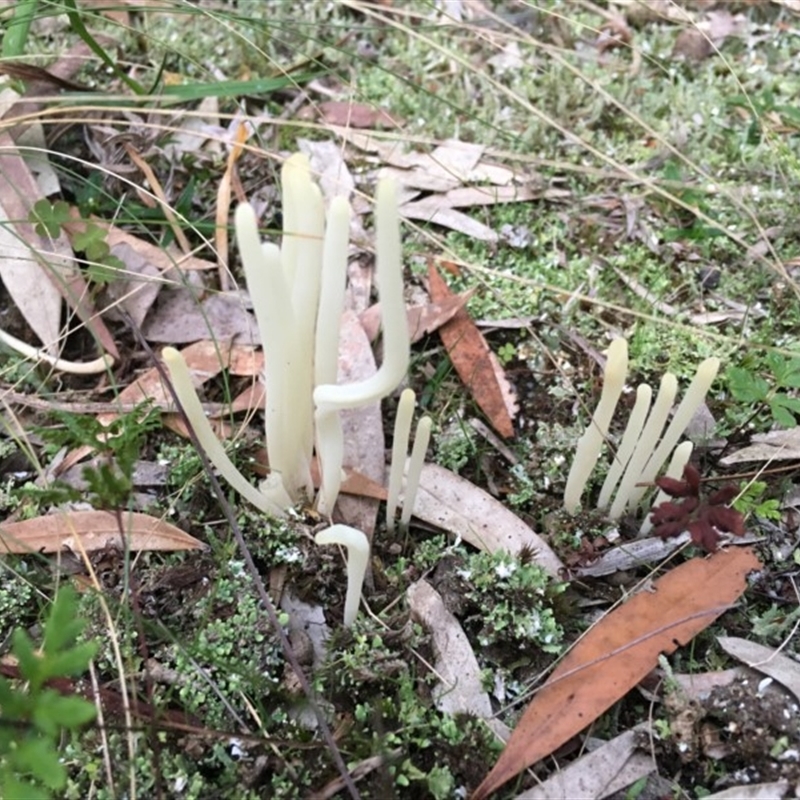 Clavaria alboglobospora