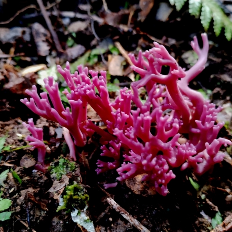 Clavaria zollingeri