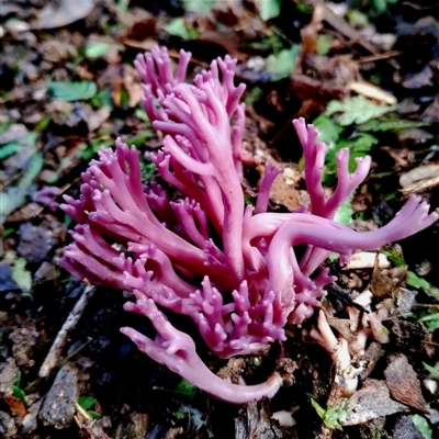 Clavaria zollingeri