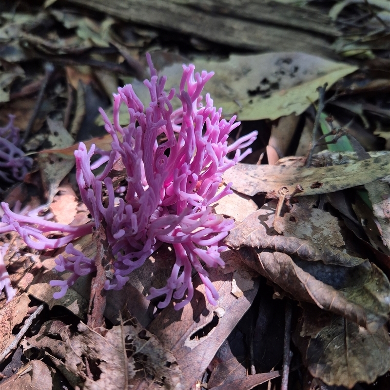 Clavaria zollingeri