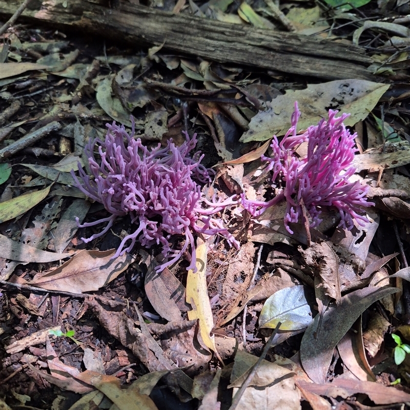 Clavaria zollingeri