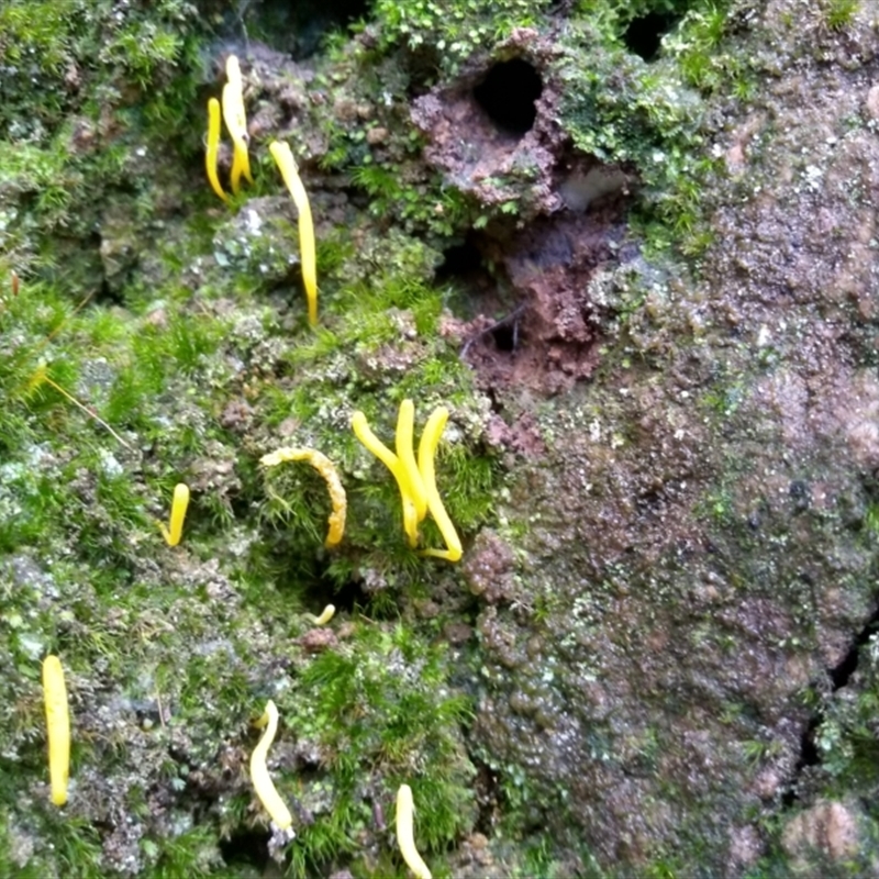 Clavulinopsis amoena